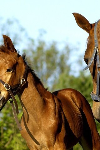 Обои лошадь, конь, жеребенок, кобыла, horse, foal, mare разрешение 1920x1200 Загрузить