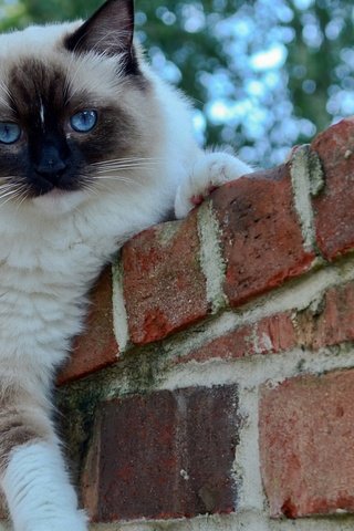 Обои глаза, кот, кошка, взгляд, забор, кирпичи, сиамский, eyes, cat, look, the fence, bricks, siamese разрешение 1920x1200 Загрузить