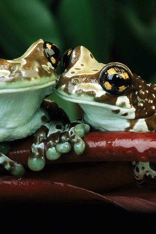 Обои животные, любовь, лягушки, земноводные, бесхвостые, animals, love, frogs, amphibians, tailless разрешение 1920x1200 Загрузить