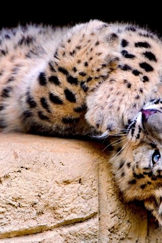 Обои большая кошка, снежный барс, барс, пятнистый, игривый, big cat, snow leopard, bars, spotted, playful разрешение 2000x1328 Загрузить