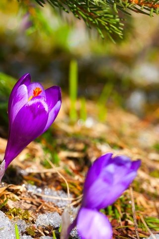 Обои цветы, трава, снег, хвоя, ель, сухая, первоцвет, крокус, flowers, grass, snow, needles, spruce, dry, primrose, krokus разрешение 2880x1800 Загрузить