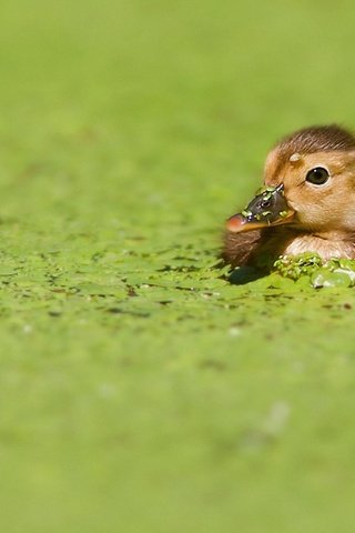 Обои птенец, птица, клюв, утка, утенок, ряска, на водной глади, chick, bird, beak, duck, duckweed, on the water разрешение 1920x1200 Загрузить