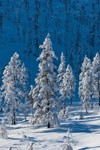 Обои деревья, горы, снег, природа, лес, зима, ели, trees, mountains, snow, nature, forest, winter, ate разрешение 1920x1200 Загрузить