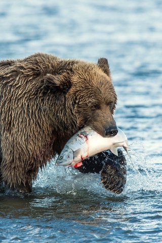 Обои вода, река, медведь, рыба, лосось, улов, water, river, bear, fish, salmon, catch разрешение 1920x1200 Загрузить