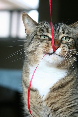 Обои кот, кошка, дом, игра, ленточка, cat, house, the game, ribbon разрешение 1920x1200 Загрузить