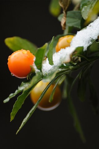 Обои ветка, снег, природа, листья, фон, ягоды, branch, snow, nature, leaves, background, berries разрешение 1920x1200 Загрузить