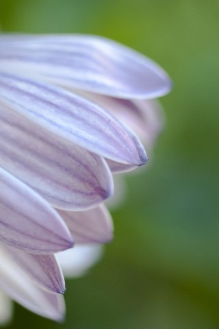 Обои макро, цветок, лепестки, боке, fon, cvety, makro, priroda, foto, маргаритка, macro, flower, petals, bokeh, daisy разрешение 2560x1600 Загрузить