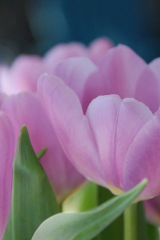 Обои цветы, фон, лепестки, размытость, тюльпаны, розовые, tyulpany, raskrytye, леспестки, flowers, background, petals, blur, tulips, pink, lepestki разрешение 2560x1600 Загрузить