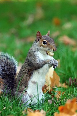 Обои трава, листья, животное, белка, хвост, орех, grass, leaves, animal, protein, tail, walnut разрешение 1920x1200 Загрузить