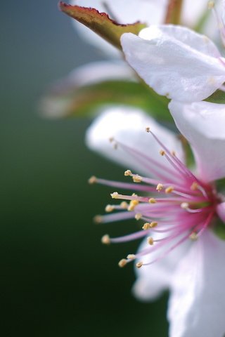 Обои цветы, природа, цветение, весна, вишня, flowers, nature, flowering, spring, cherry разрешение 2560x1440 Загрузить