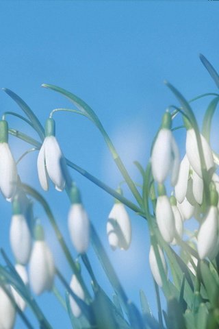 Обои цветы, ландыши, весна, голубе небо, flowers, lilies of the valley, spring, dove sky разрешение 2560x1678 Загрузить