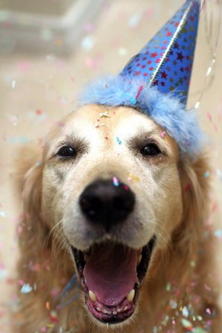 Обои собака, друг, праздник, день рождения, колпак, золотистый ретривер, dog, each, holiday, birthday, cap, golden retriever разрешение 1920x1200 Загрузить