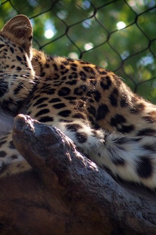 Обои леопард, хищник, зоопарк, дикая кошка, leopard, predator, zoo, wild cat разрешение 2048x1536 Загрузить