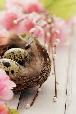 Обои цветы, яйца, гнездо, перепелиные, flowers, eggs, socket, quail разрешение 2880x1800 Загрузить