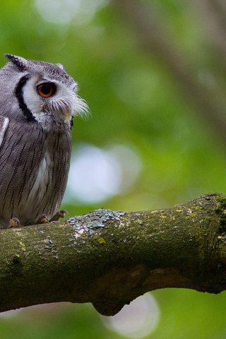 Обои сова, дерево, усы, птица, мох, ствол, уши, owl, tree, mustache, bird, moss, trunk, ears разрешение 2048x1365 Загрузить