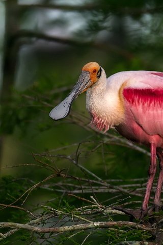Обои природа, птица, розовая, колпица, roseate spoonbill, nature, bird, pink, spoonbill разрешение 1920x1200 Загрузить