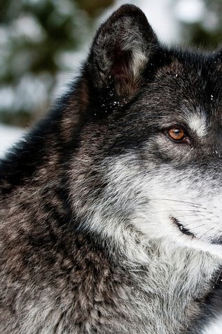 Обои морда, снег, зима, взгляд, серый, хищник, волк, face, snow, winter, look, grey, predator, wolf разрешение 3500x2450 Загрузить