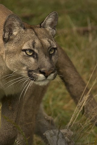 Обои взгляд, хищник, пума, дикая кошка, горный лев, кугуар, look, predator, puma, wild cat, mountain lion, cougar разрешение 2048x1375 Загрузить