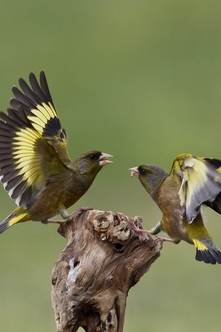 Обои природа, птицы, щегол, щеглы, ссора, nature, birds, goldfinch, goldfinches, fight разрешение 2048x1342 Загрузить