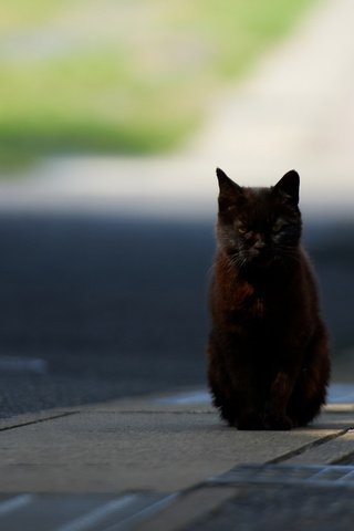 Обои дорога, кот, город, кошка, черный, солнечно, road, cat, the city, black, sunny разрешение 1920x1200 Загрузить