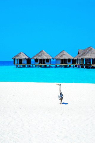Обои море, пляж, отдых, бунгало, птичка, тропики, мальдивы, sea, beach, stay, bungalow, bird, tropics, the maldives разрешение 2650x2019 Загрузить