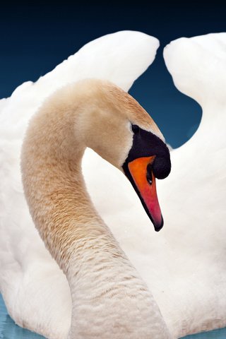 Обои лебедь, красавец, swan, handsome разрешение 1920x1080 Загрузить