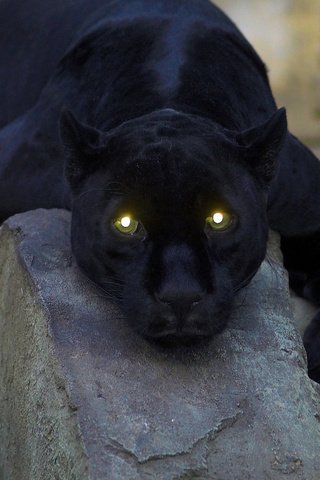 Обои глаза, кошка, пантера, черная, eyes, cat, panther, black разрешение 1920x1080 Загрузить