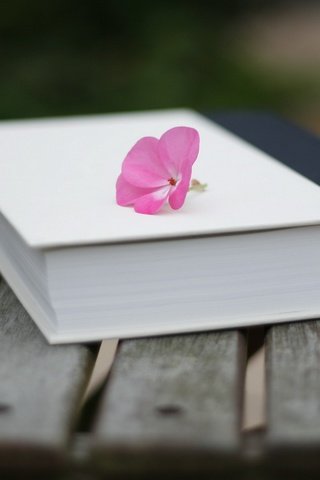 Обои настроение, цветок, скамейка, книга, поверхность, mood, flower, bench, book, surface разрешение 1920x1200 Загрузить