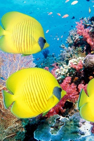 Обои море, рыбы, кораллы, подводный мир, sea, fish, corals, underwater world разрешение 2560x1600 Загрузить