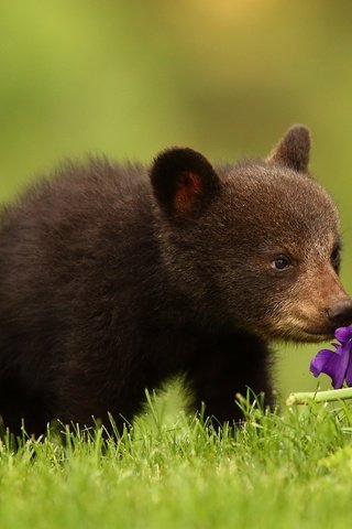 Обои трава, природа, цветок, медведь, медвежонок, grass, nature, flower, bear разрешение 2047x1321 Загрузить