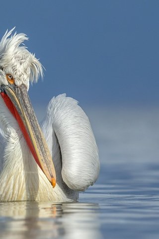 Обои вода, природа, птица, клюв, перья, пеликан, water, nature, bird, beak, feathers, pelican разрешение 1920x1200 Загрузить