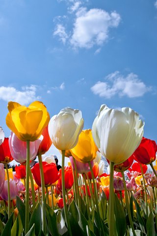 Обои небо, цветы, облака, бутоны, лепестки, разноцветные, весна, тюльпаны, the sky, flowers, clouds, buds, petals, colorful, spring, tulips разрешение 3840x2400 Загрузить