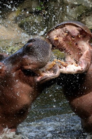 Обои вода, брызги, бегемоты, water, squirt, hippos разрешение 1920x1200 Загрузить