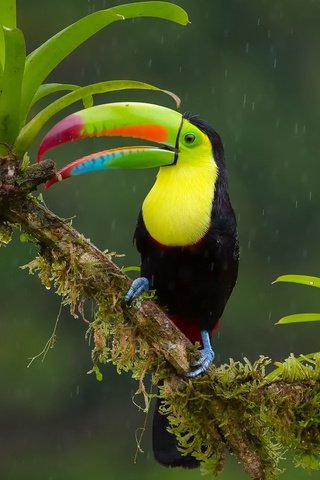 Обои ветка, птица, тукан, клюв, дождь, джунгли, радужный, branch, bird, toucan, beak, rain, jungle, rainbow разрешение 2048x1365 Загрузить