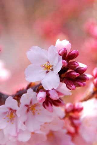 Обои цветы, природа, цветение, макро, весна, вишня, flowers, nature, flowering, macro, spring, cherry разрешение 2560x1600 Загрузить