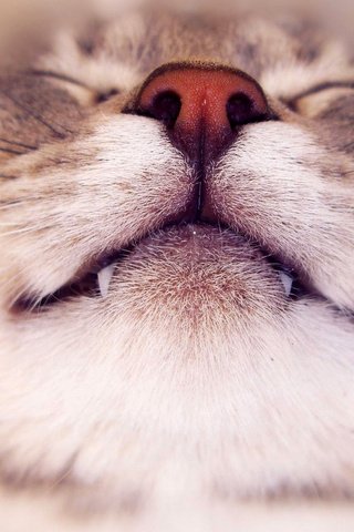 Обои морда, кот, усы, кошка, клыки, нос, face, cat, mustache, fangs, nose разрешение 2560x1600 Загрузить