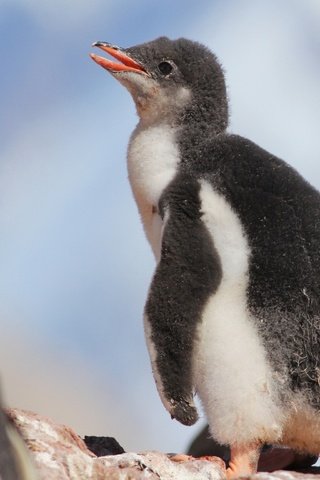 Обои птенец, птица, пингвин, малыш, пингвины, детеныш, пингвинёнок, chick, bird, penguin, baby, penguins, cub разрешение 2048x1536 Загрузить