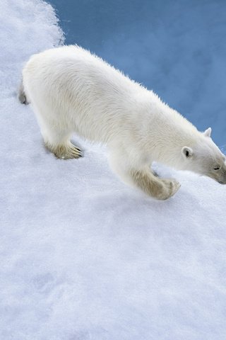 Обои снег, медведь, белый, следы, snow, bear, white, traces разрешение 2048x1416 Загрузить