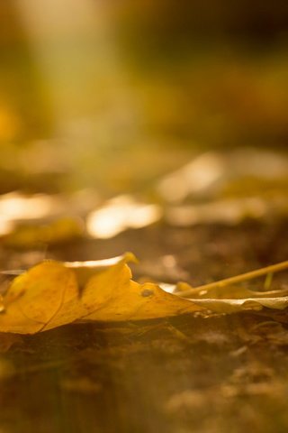 Обои природа, макро, осень, лист, nature, macro, autumn, sheet разрешение 1920x1230 Загрузить