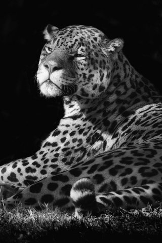 Обои фон, шерсть, кошка, пятна, ягуар, background, wool, cat, spot, jaguar разрешение 2048x1379 Загрузить