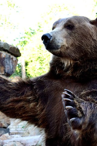 Обои лапы, взгляд, когти, медведи, бурые медведи, paws, look, claws, bears, brown bears разрешение 2560x1600 Загрузить