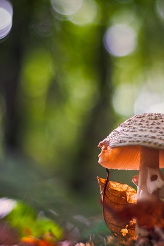 Обои природа, фон, гриб, nature, background, mushroom разрешение 1999x1292 Загрузить
