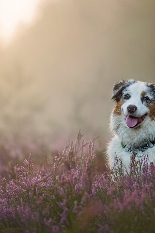 Обои собака, вереск, австралийская овчарка, аусси, dog, heather, australian shepherd, aussie разрешение 2880x1920 Загрузить