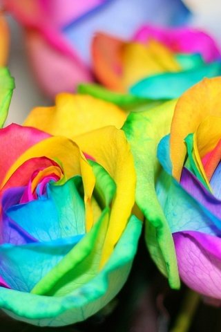 Обои цветы, цвета, розы, лепестки, разноцветные, радуга, красочные, flowers, color, roses, petals, colorful, rainbow разрешение 1920x1280 Загрузить