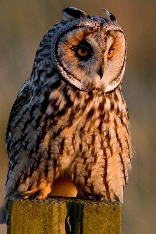 Обои сова, птица, ушастая сова, owl, bird, long-eared owl разрешение 4344x3072 Загрузить