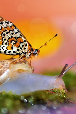 Обои макро, бабочка, улитка, боке, macro, butterfly, snail, bokeh разрешение 2048x1450 Загрузить