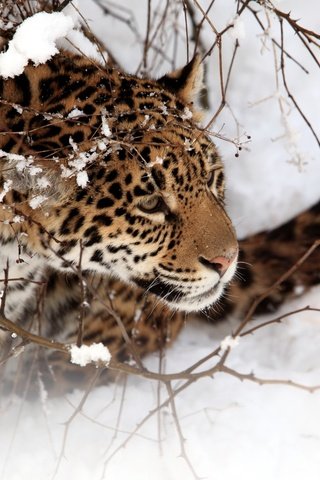 Обои снег, зима, кошка, ягуар, snow, winter, cat, jaguar разрешение 2560x1600 Загрузить