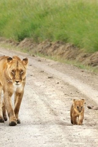 Обои прогулка, львы, семейство, walk, lions, family разрешение 1920x1080 Загрузить