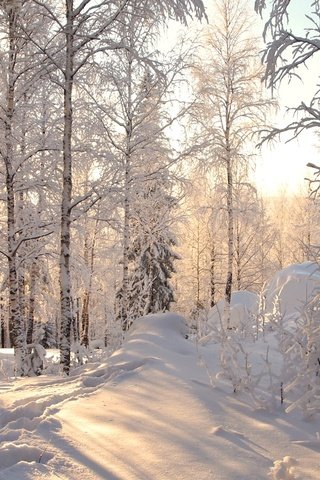 Обои деревья, снег, лес, зима, trees, snow, forest, winter разрешение 2400x1495 Загрузить