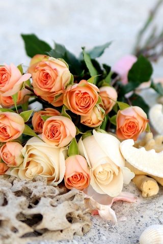 Обои розы, букет, морская звезда, roses, bouquet, starfish разрешение 2048x1356 Загрузить